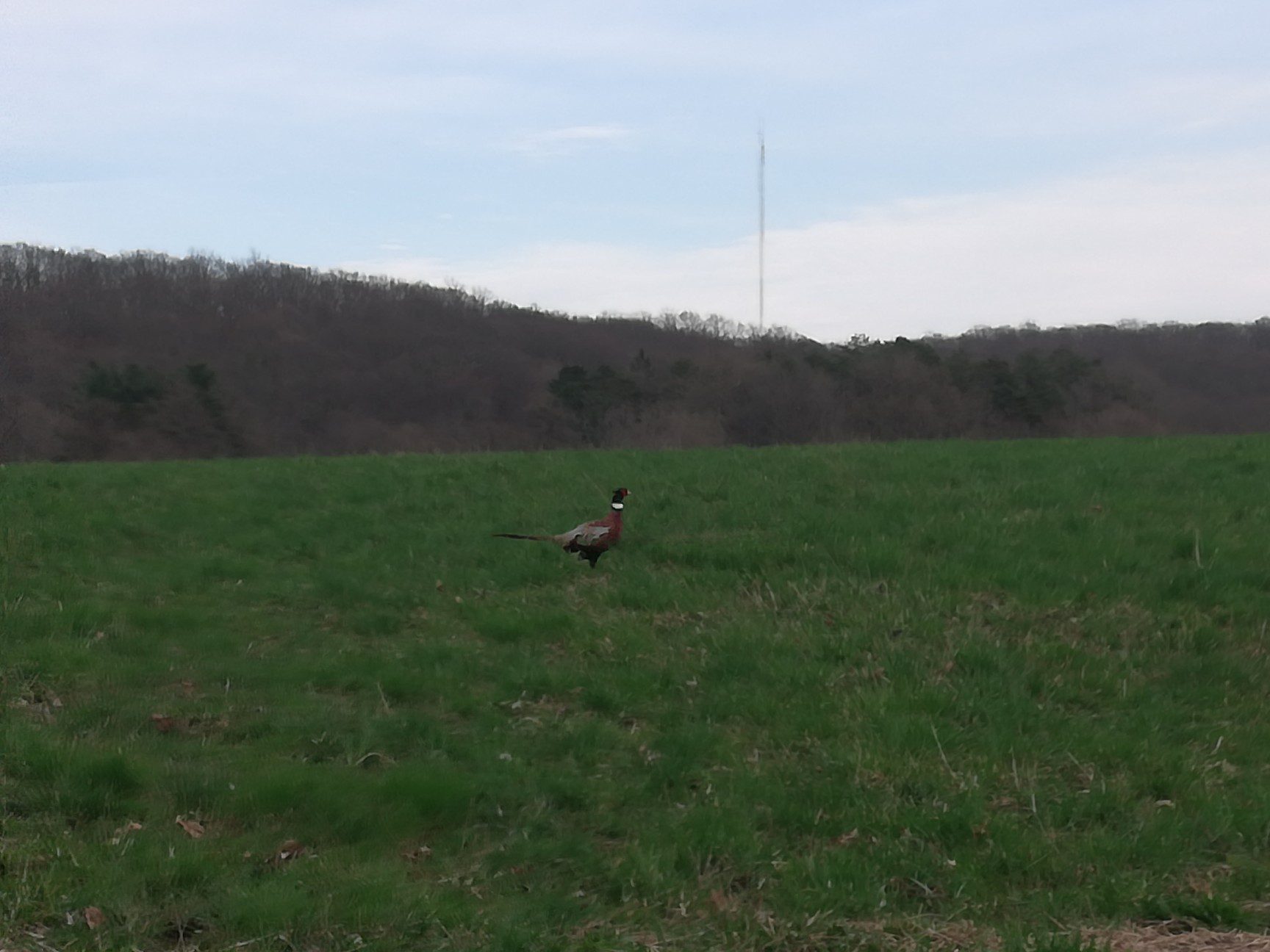 Wild Life at Tarrywile wildlife-sightings-ringneck-pheasant