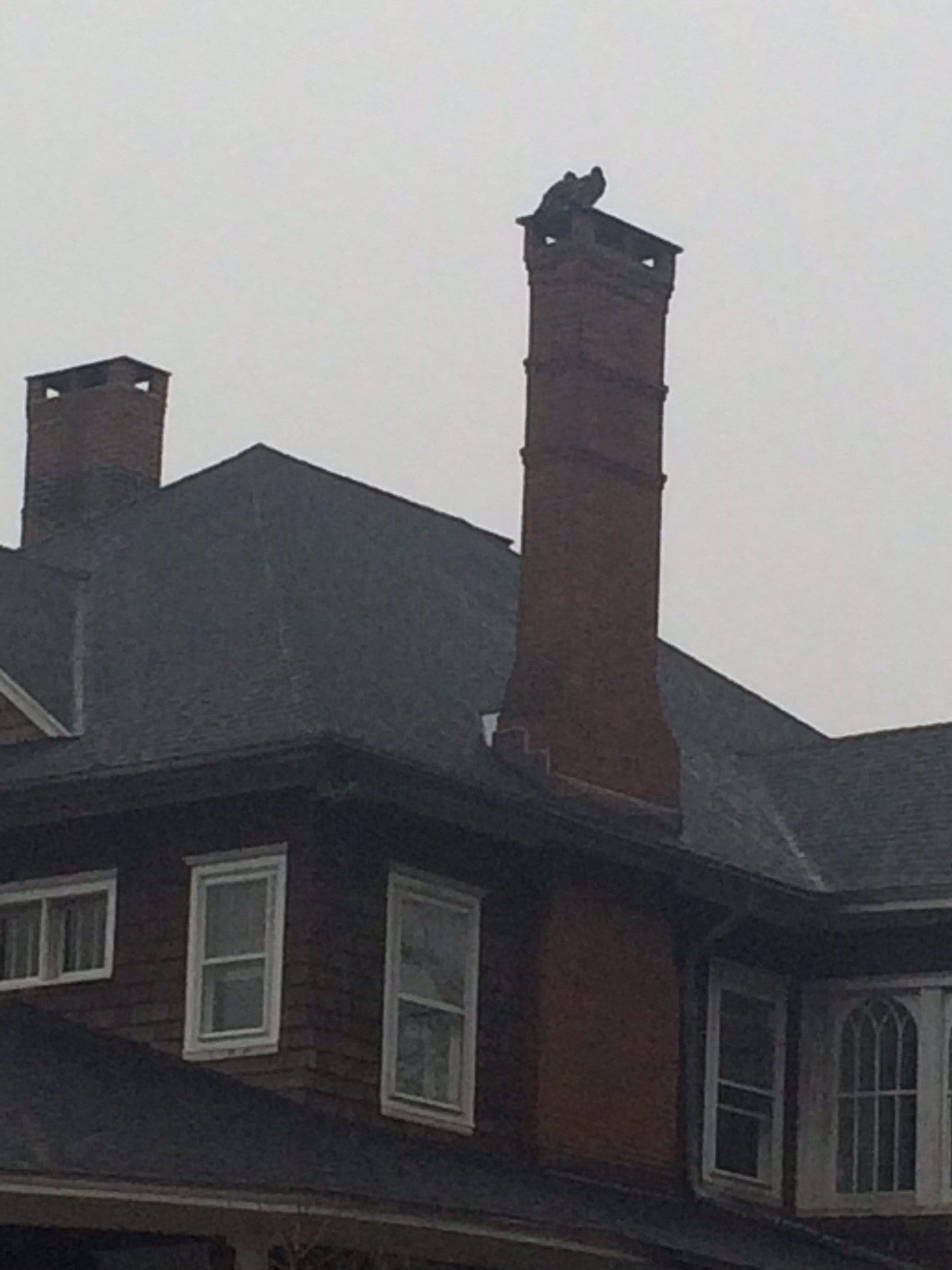 Wildlife at Tarrywile wildlife-sightings-turkey-vultures-on-chimney